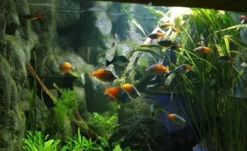 Grand Aquarium de Touraine