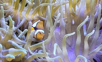 Grand Aquarium de Touraine