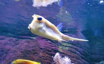 Grand Aquarium de Touraine