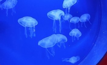 Grand Aquarium de Touraine