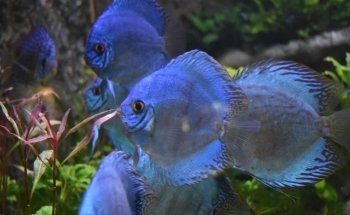 Grand Aquarium de Touraine
