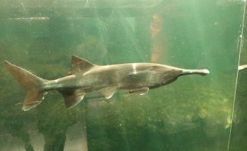 Aquarium Périgord Noir
