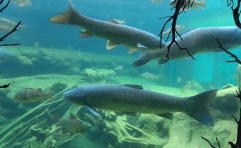 Aquarium Périgord Noir