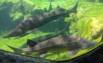 Périgord Noir Aquarium