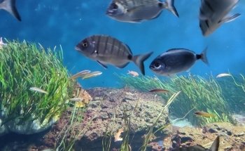 Aquarium de Vendée