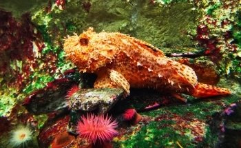 Aquarium de Vendée