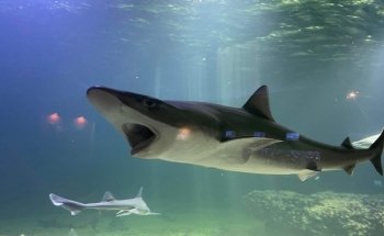 Aquarium de Vendée