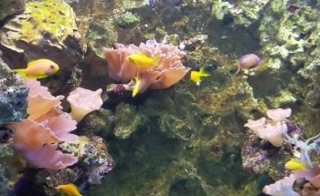Aquarium de Vendée
