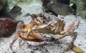 Aquarium de Vendée