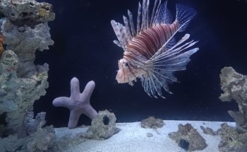 Aquarium de Vendée