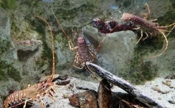Aquarium de Vendée