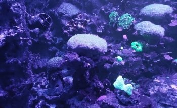 Aquarium de Vendée