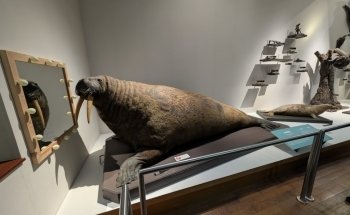 Nancy Museum-Aquarium