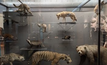 Nancy Museum-Aquarium
