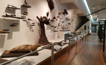 Nancy Museum-Aquarium