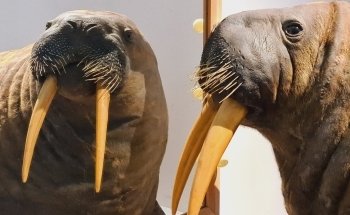 Nancy Museum-Aquarium