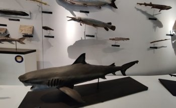 Nancy Museum-Aquarium