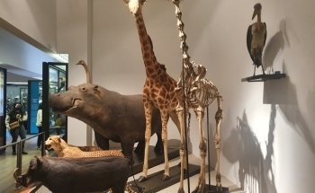 Nancy Museum-Aquarium