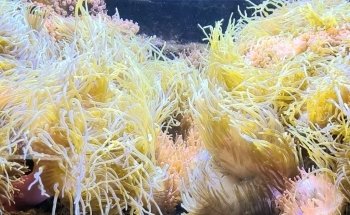Nancy Museum-Aquarium