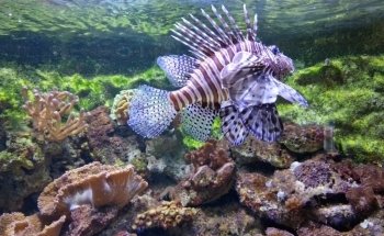 Nancy Museum-Aquarium