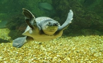 Aquarium Tropical