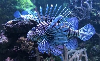 Aquarium Tropical