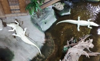 Aquarium Tropical