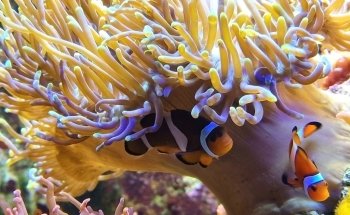 Aquarium Tropical