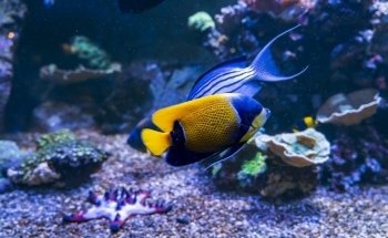 Aquarium Tropical