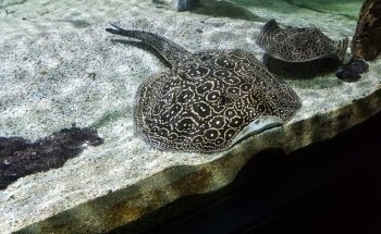Aquarium Tropical