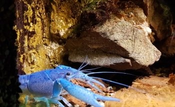 Aquarium Tropical