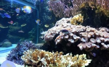 Aquarium Tropical