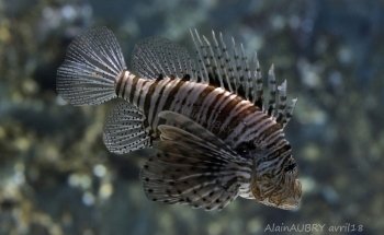 SEA LIFE Val d'Europe