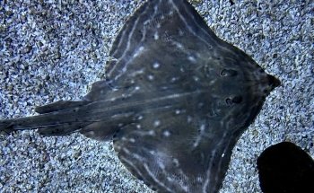 SEA LIFE Val d'Europe