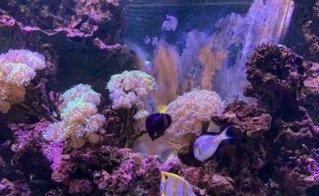 SEA LIFE Val d'Europe