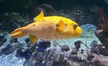 SEA LIFE Val d'Europe