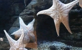SEA LIFE Val d'Europe