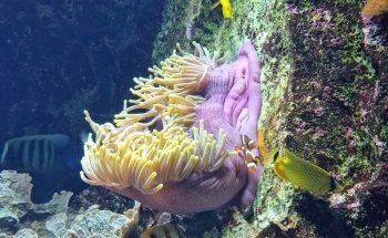 Aquarium of Lyon