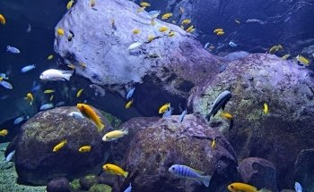 Aquarium of Lyon