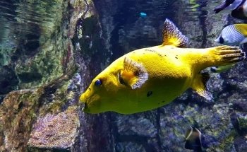 Aquarium of Lyon