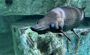 Aquarium of Lyon
