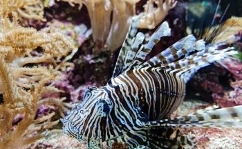 Aquarium of Lyon
