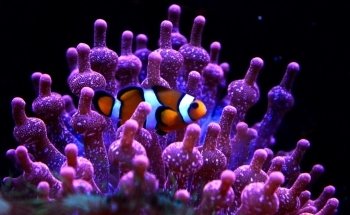 Aquarium of Lyon