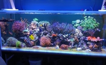 Zoanthus