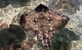 Mareis - Sea Fishing Discovery Center