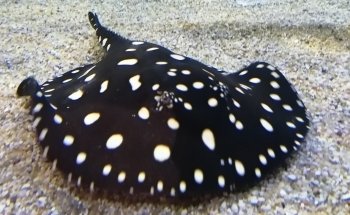 Aquarium du Limousin