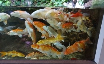 Aquarium du Limousin