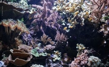 Limousin Aquarium