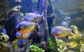 Aquarium du Limousin