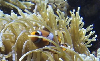 Aquarium du Limousin